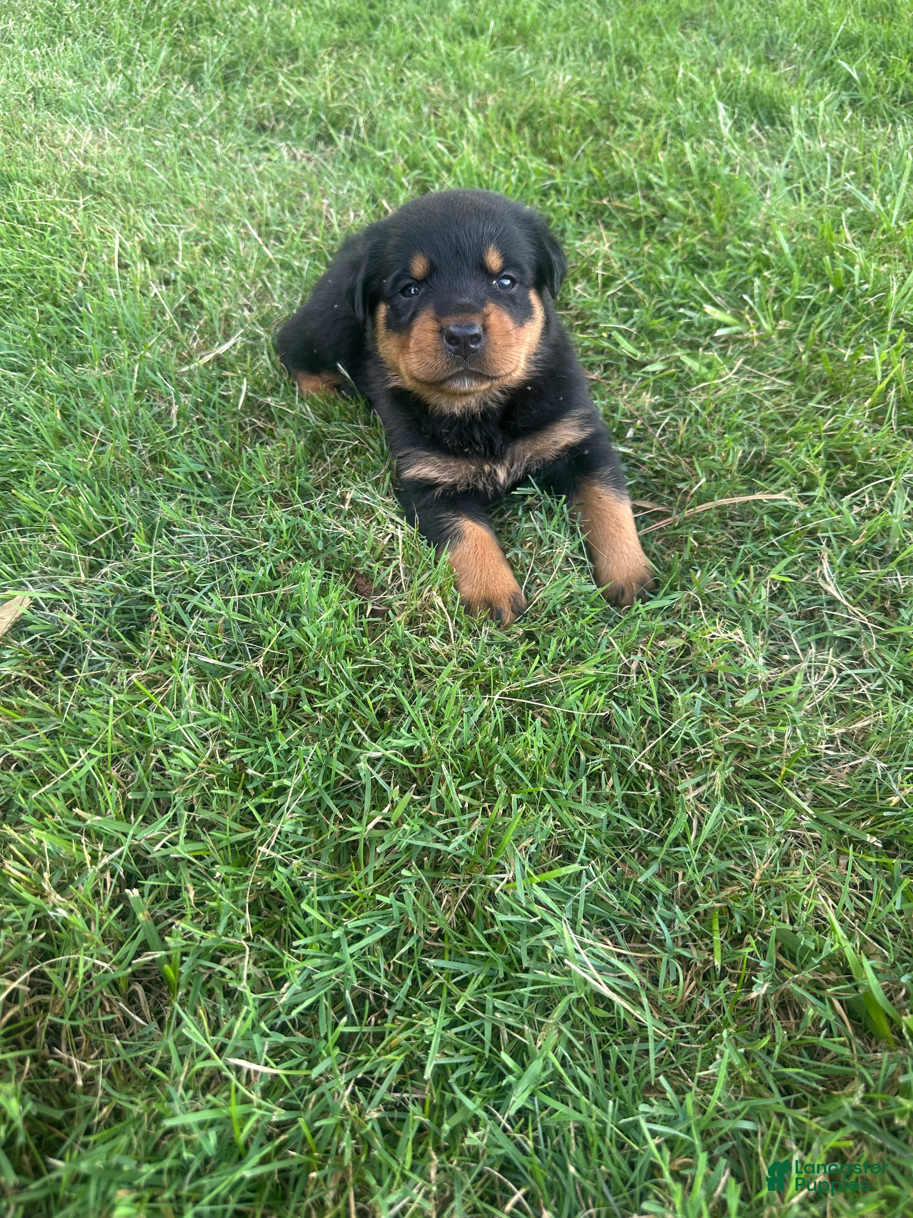 Rottweiler dogs Elvis - Ad 15