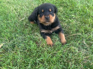 Rottweiler dogs Elvis - Ad 22