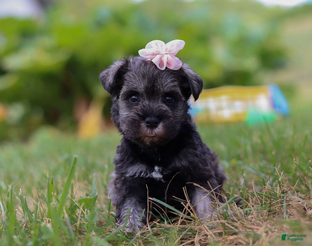 Miniature Schnauzer dogs for sale: Millie - Ad 27