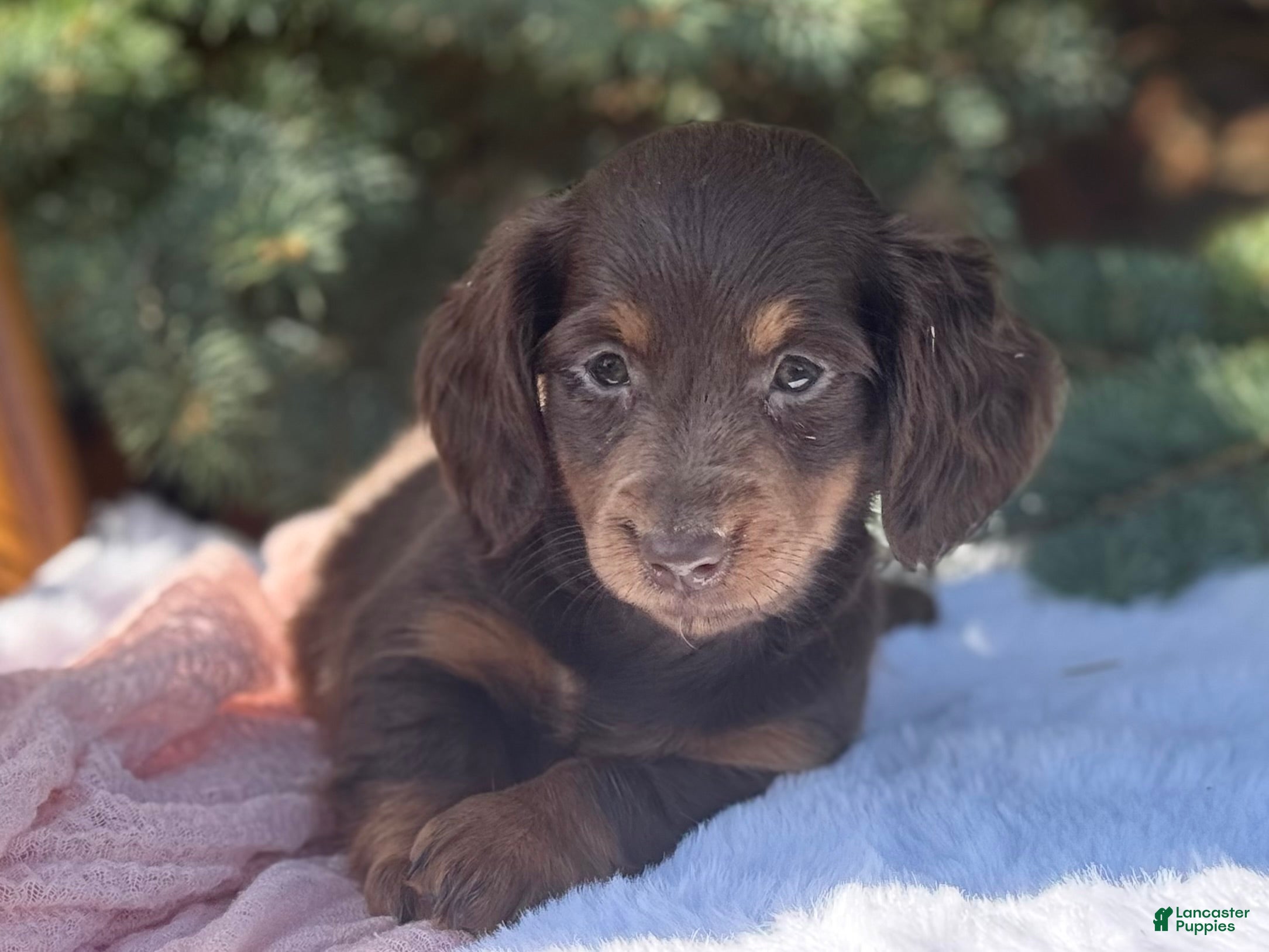 Miniature Dachshund dogs Gina - Ad 1