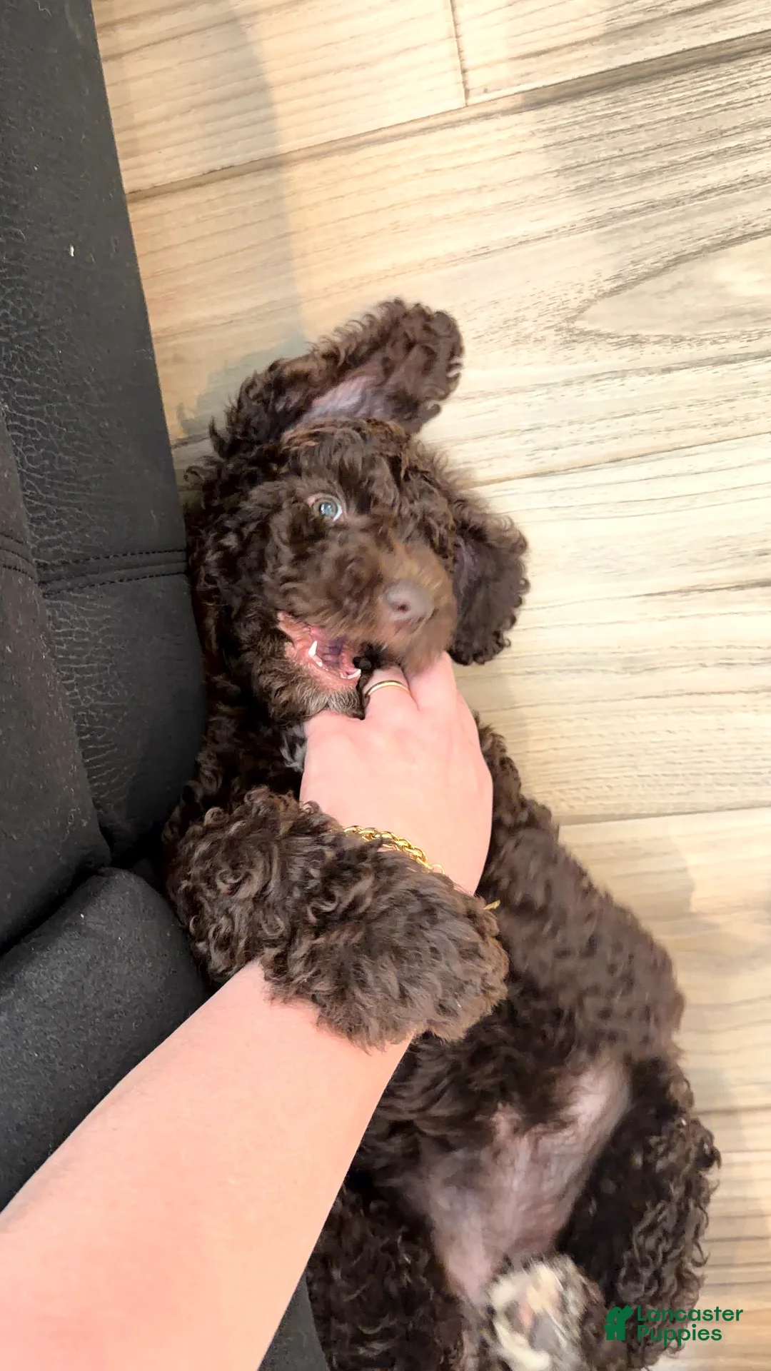 Standard Poodle dogs for sale: Standard Poodle Puppy 1 - Ad 1