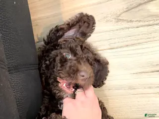 Standard Poodle dogs Standard Poodle Puppy 1 - Ad 14