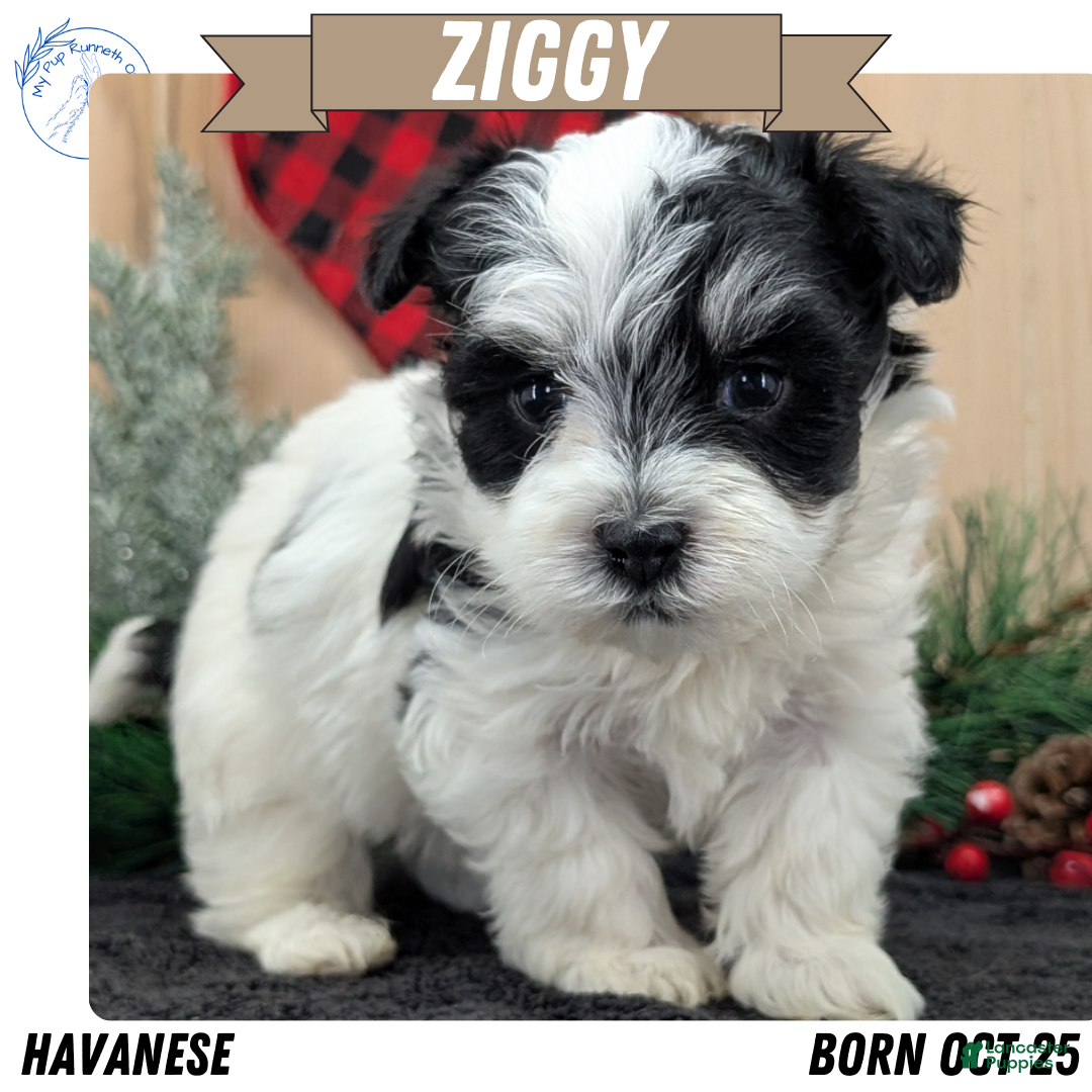 Havanese dogs Ziggy  - Ad 3