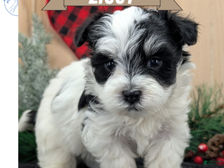 Havanese dogs Ziggy - Ad 29