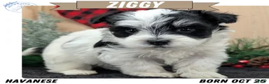 Ziggy 