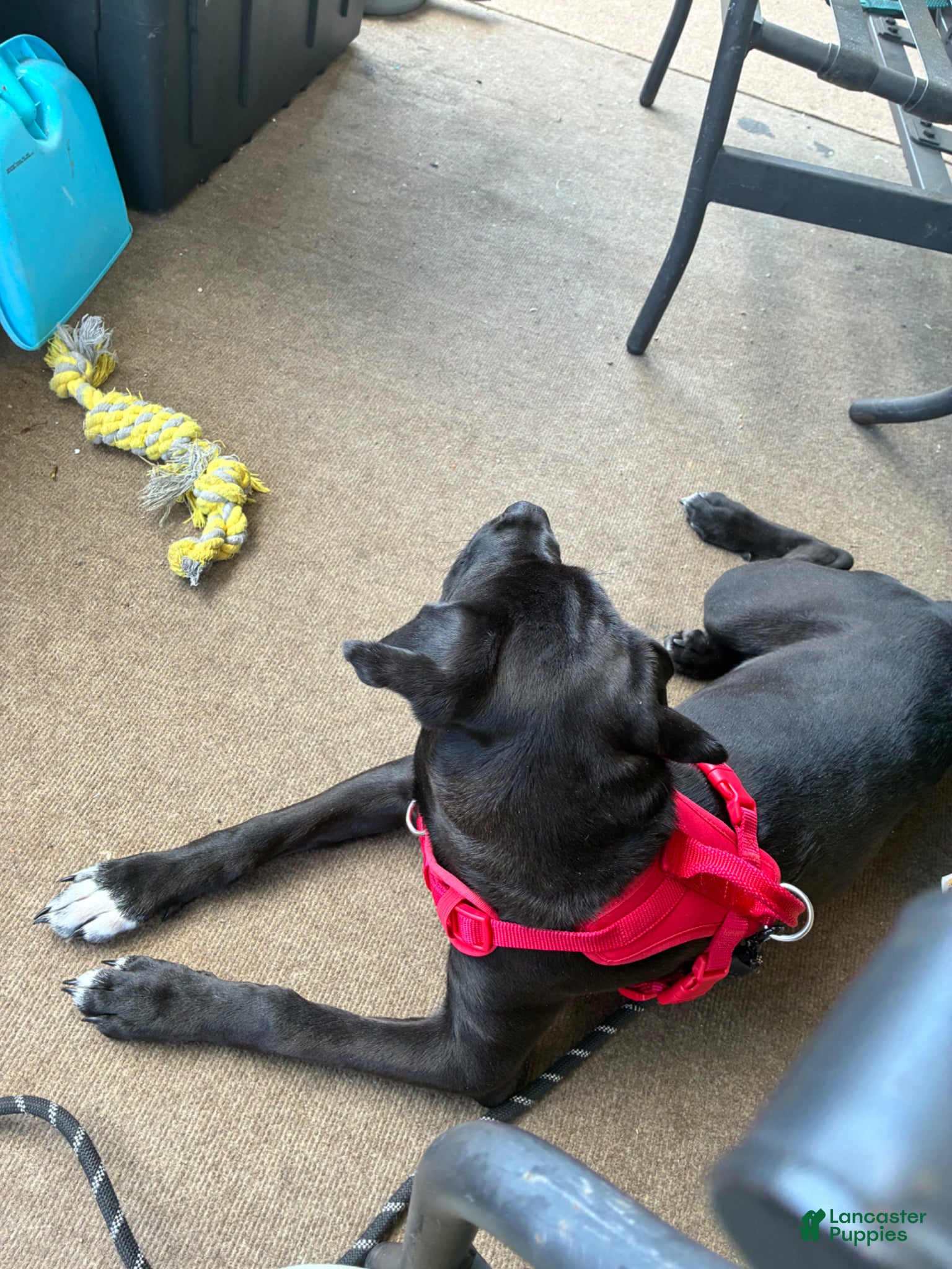 Mixed Breed dogs for sale: Kanesley - Ad 8