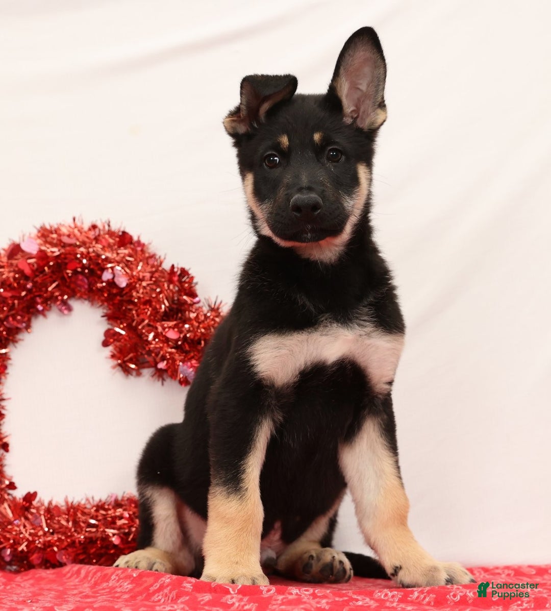 German Shepherd dogs for sale: Mickey - Ad 4