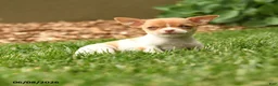 Chihuahua dogs for sale: Judy - Ad 3