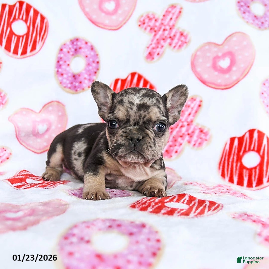 French Bulldog dogs for sale: Snoopy - Ad 3