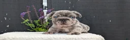 French Bulldog dogs for sale: Ziggy - Ad 10