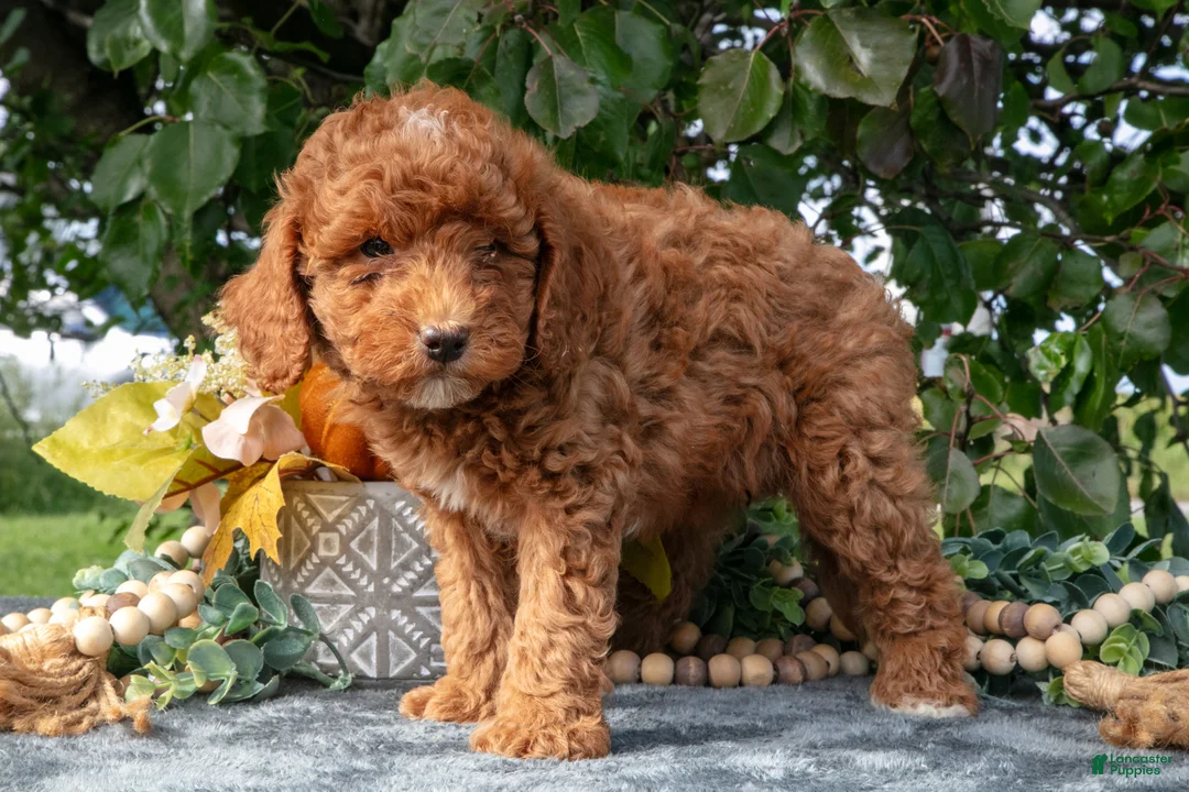 Miniature Poodle dogs for sale: Tanner - Ad 3
