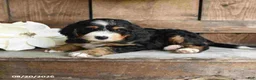 Mini Bernedoodle dogs for sale: Rocky - Ad 4