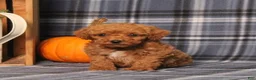 Miniature Poodle dogs for sale: Handsome - Ad 4