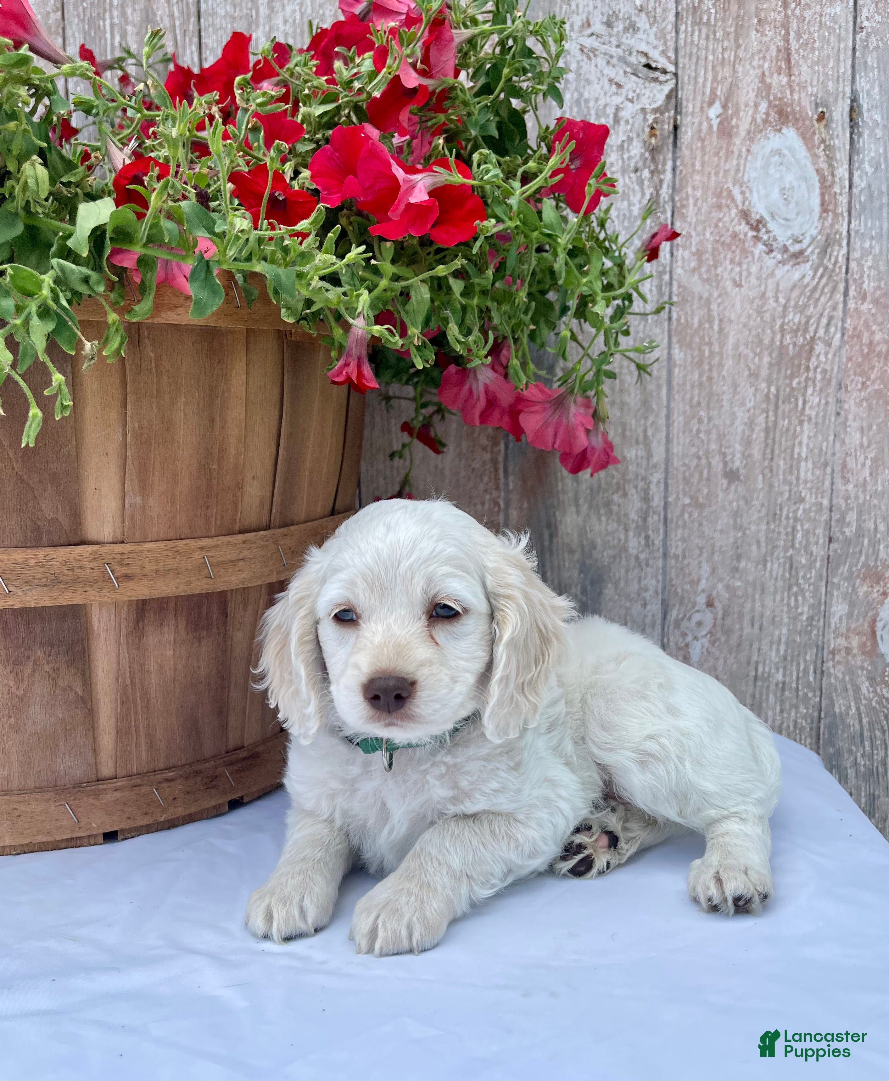 Cockapoo dogs Meeko - Ad 1