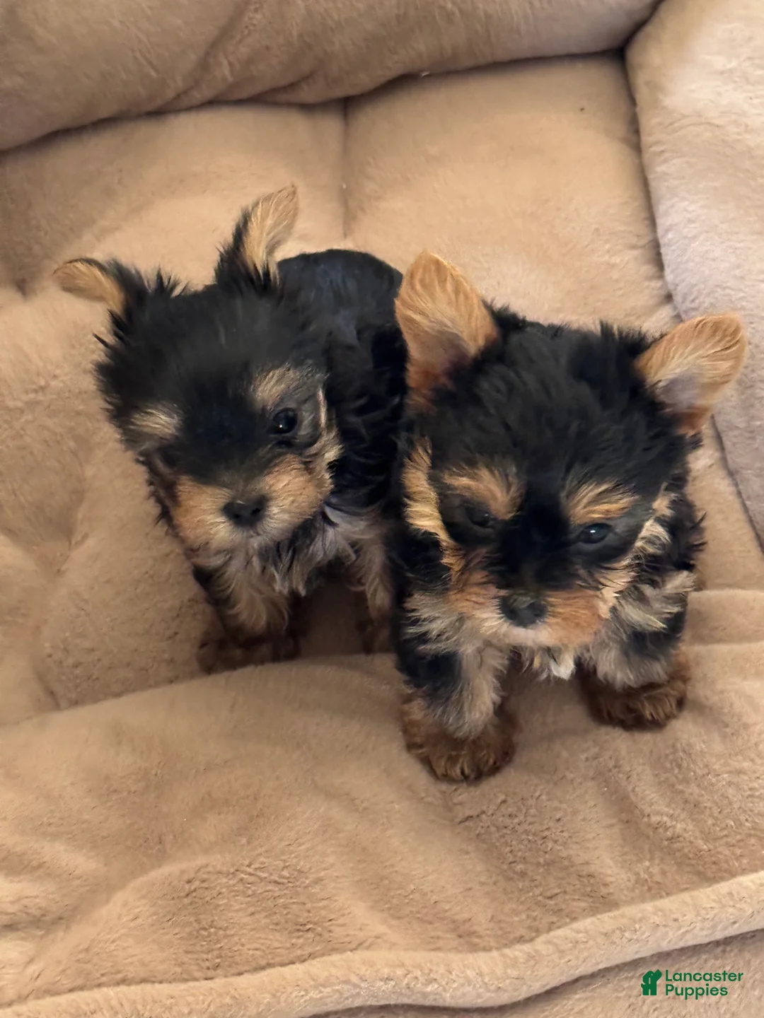 Yorkshire Terrier dogs for sale: Yorkshire Terrier 2 - Ad 2