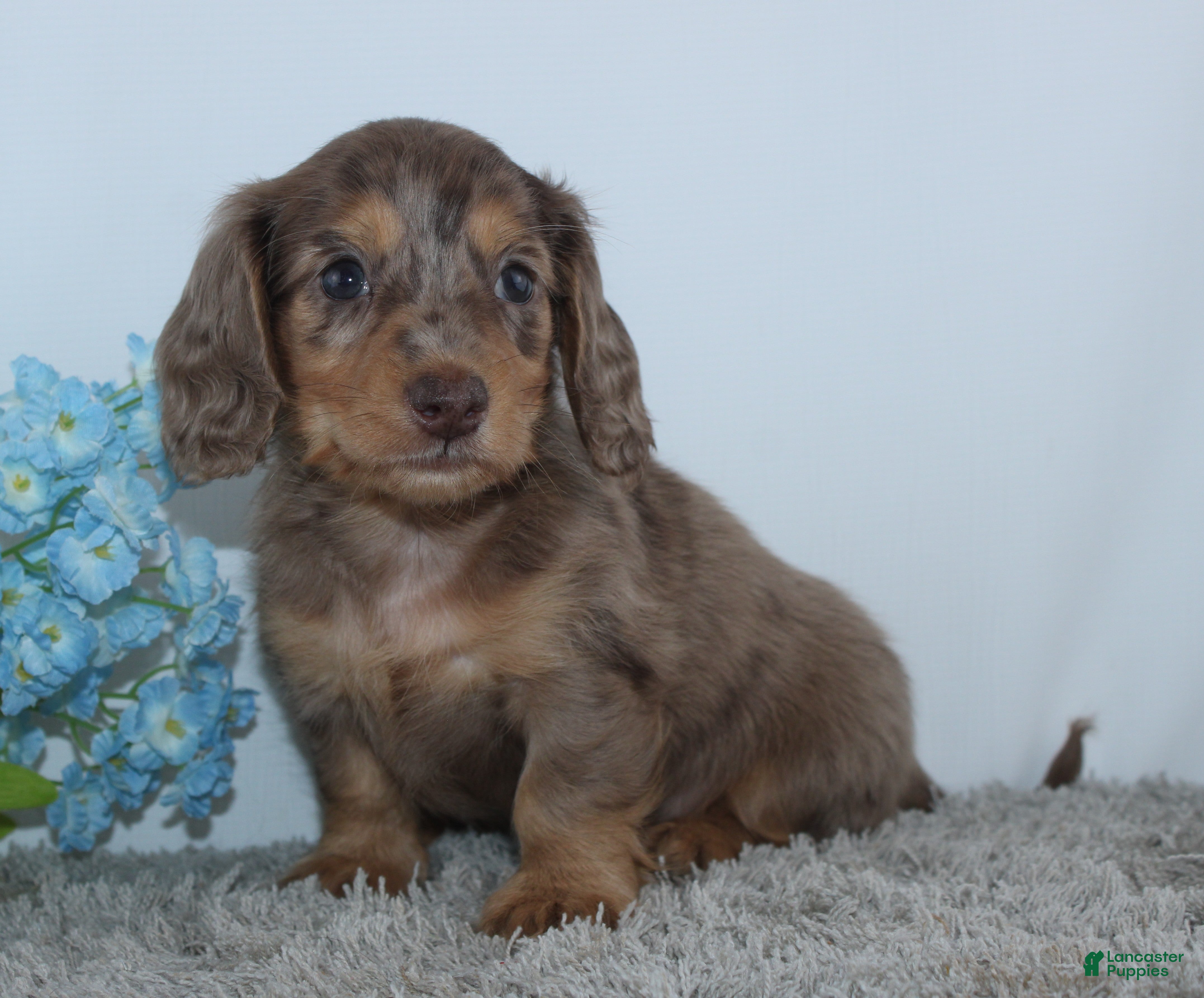 Miniature Dachshund dogs Lawrence - Ad 1