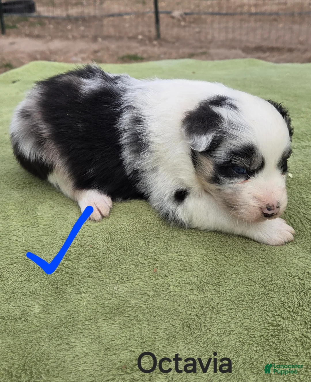 Australian Shepherd dogs for sale: Octavia - Ad 2