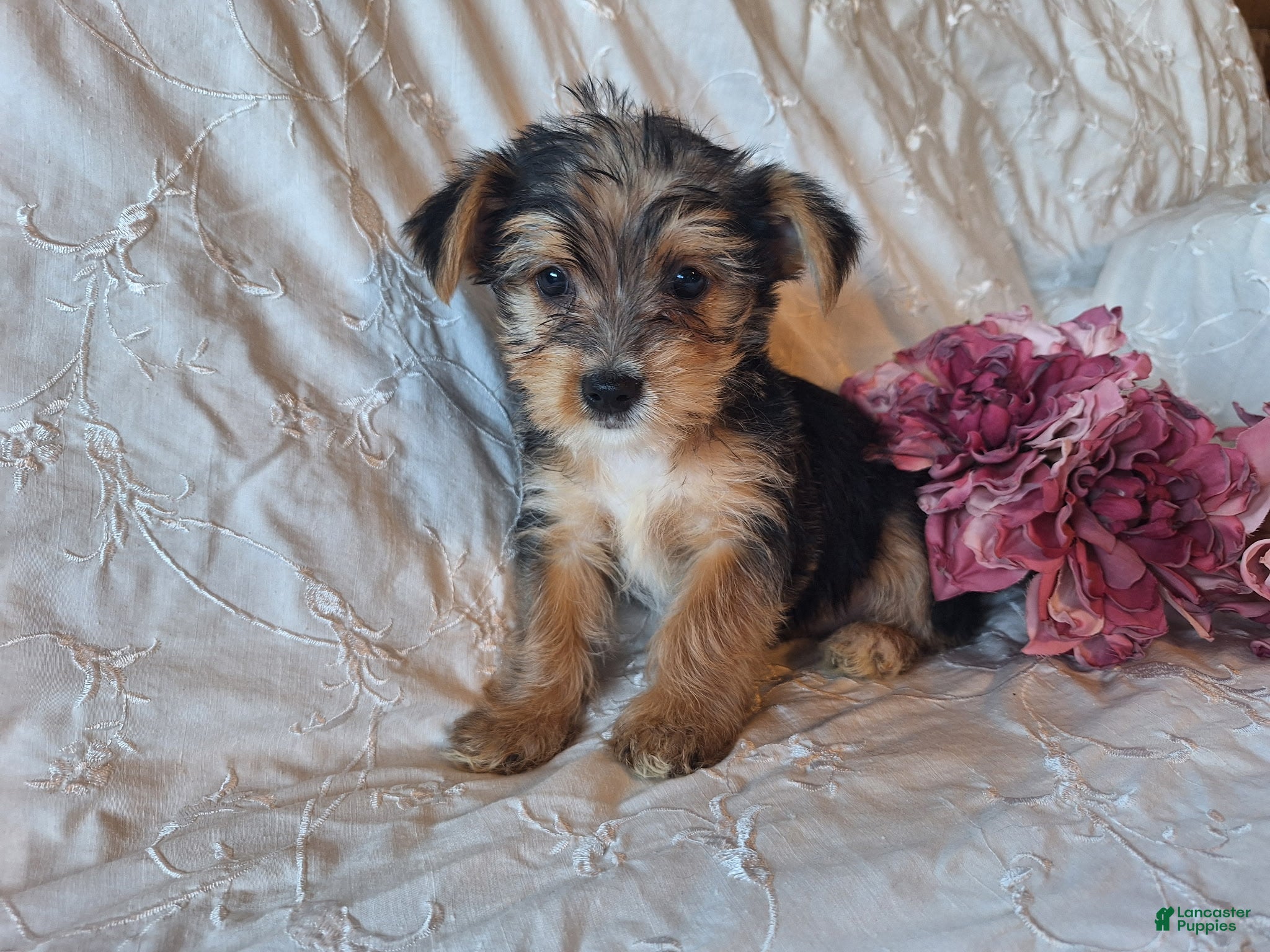 Yorkshire Terrier dogs Trixie - Ad 2