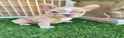 French Bulldog dogs for sale: Izzy - Ad 6