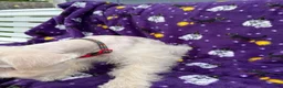 Miniature Schnauzer dogs for sale: AKC Chewie - Ad 8