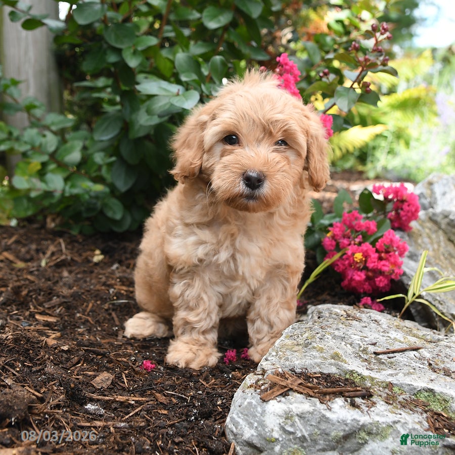 Shihpoo dogs Dash - Ad 2