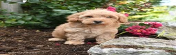 Shihpoo dogs for sale: Dash - Ad 2