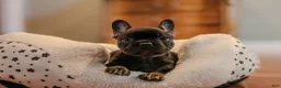 French Bulldog dogs for sale: Swan - Ad 2