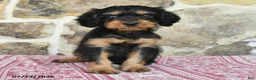 Cavapoo dogs for sale: Lyla - Ad 4