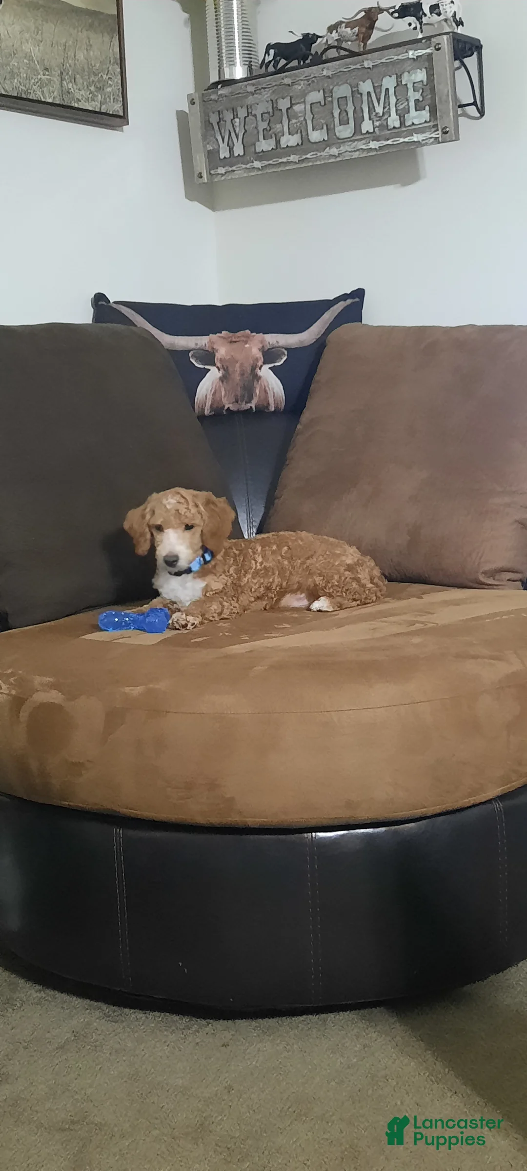 Toy Poodle dogs for sale: Archer - Ad 4