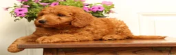 Mini Goldendoodle dogs for sale: Dallas - Ad 7