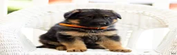 German Shepherd dogs for sale: Zara - Ad 8