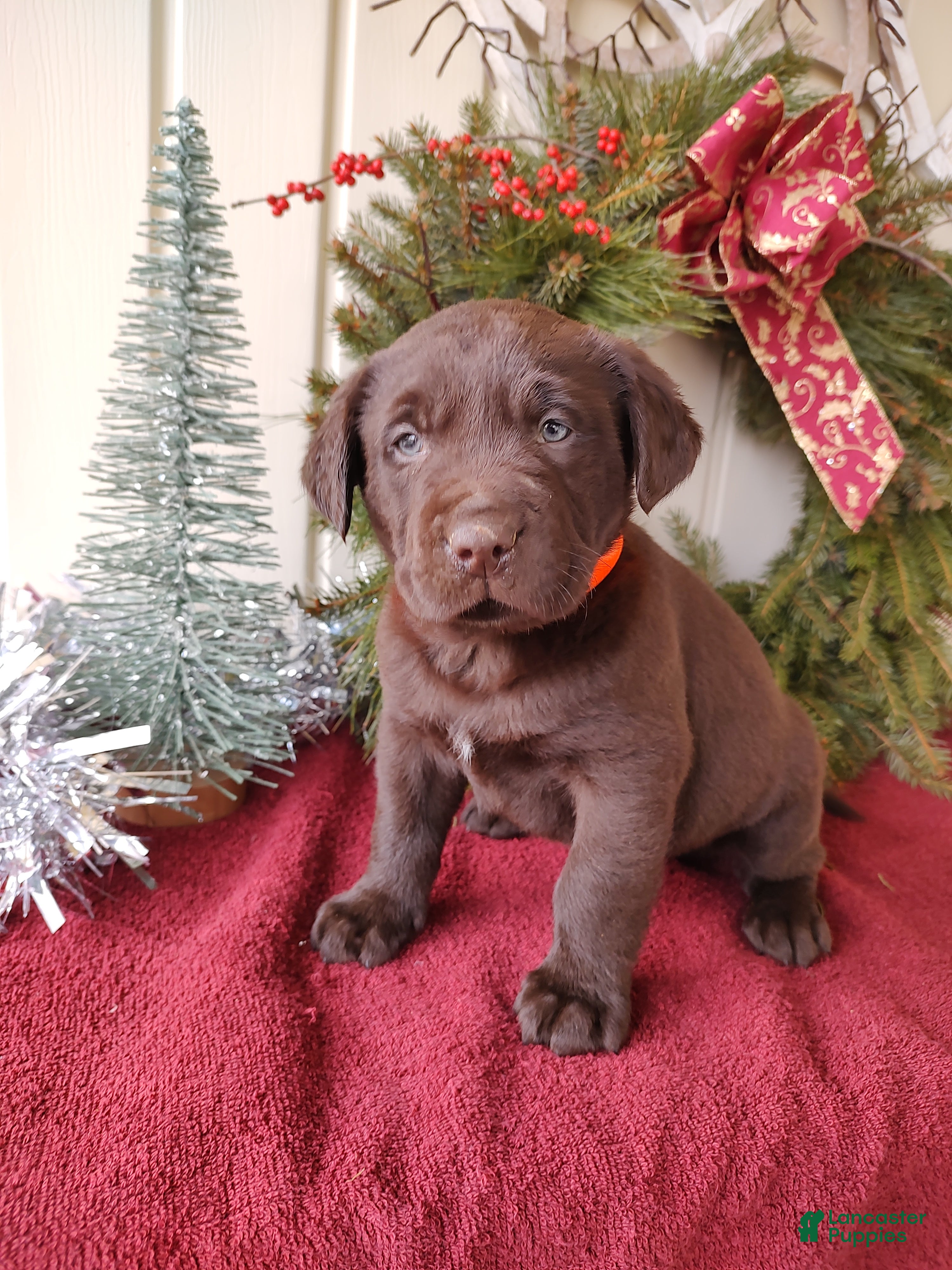 Labrador Retriever dogs MILO - Ad 8