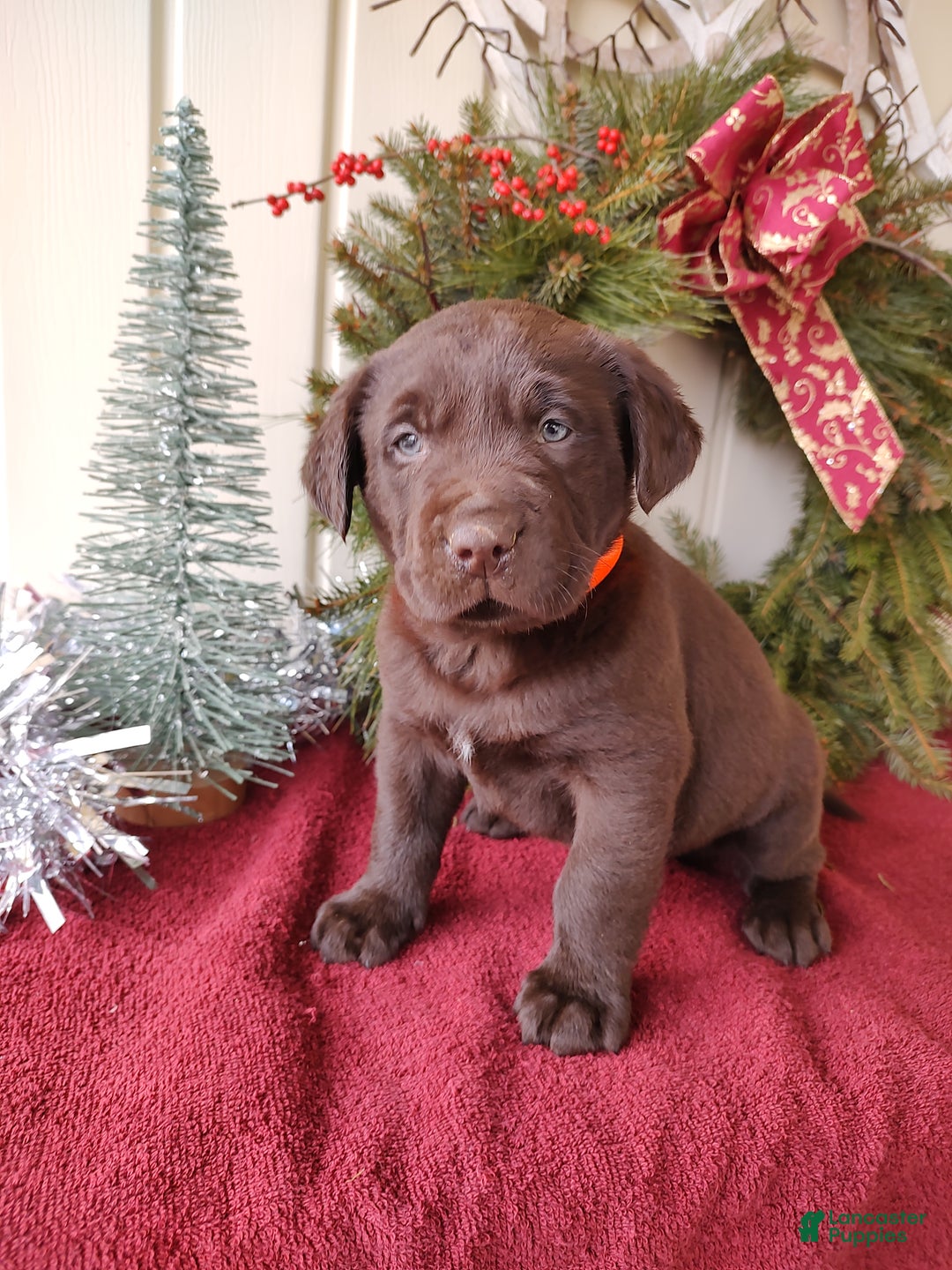 Labrador Retriever dogs for sale: MILO - Ad 1