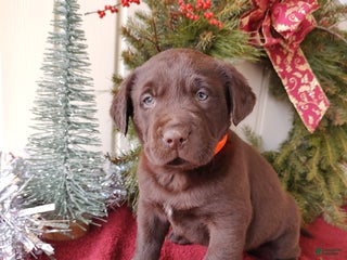 Labrador Retriever dogs MILO - Ad 8