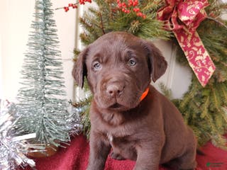 Labrador Retriever dogs MILO - Ad 35