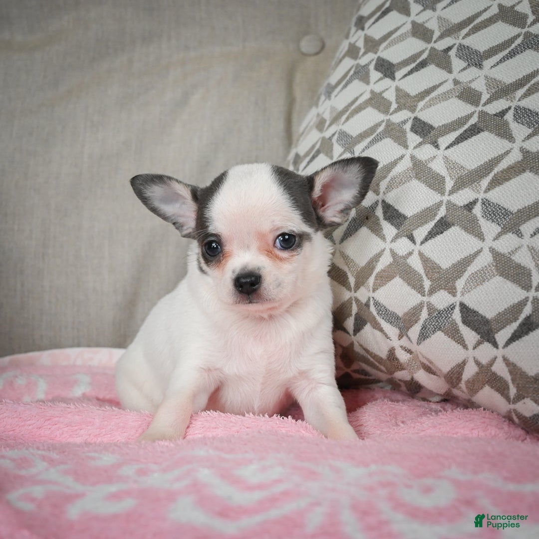 Chihuahua dogs for sale: Jake - Ad 8