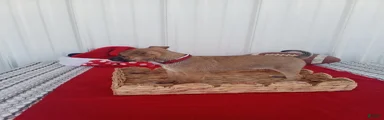 Chihuahua 6