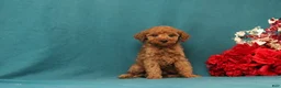 Mini Goldendoodle dogs for sale: Oceana - Ad 3