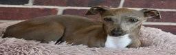 Italian Greyhound dogs for sale: Taz - Ad 7