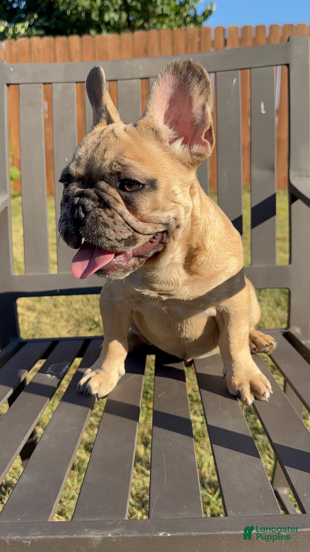 French Bulldog dogs for sale: French Bulldog  - Ad 5