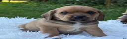 Puggle dogs for sale: Paisley  - Ad 5