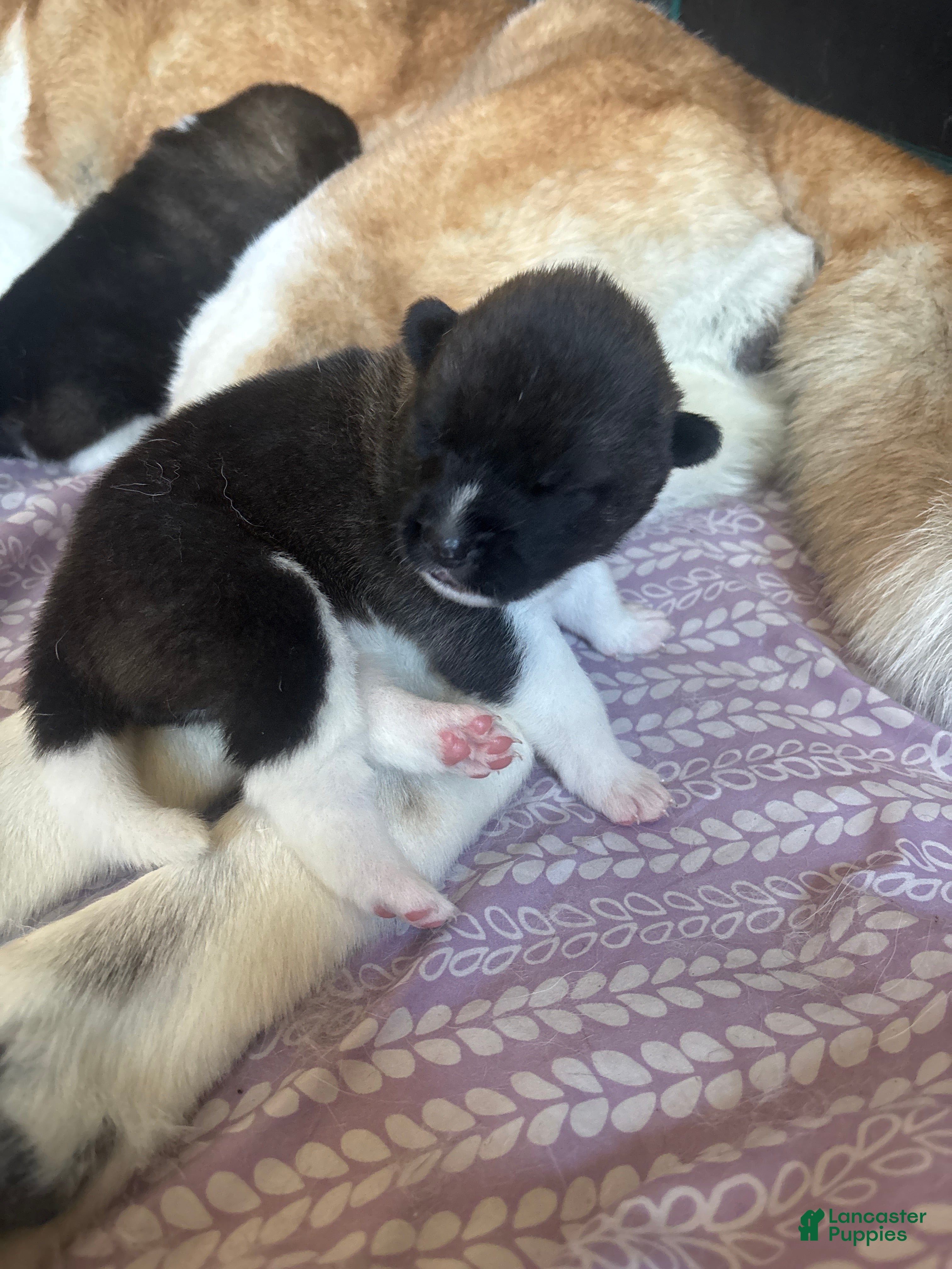 Akita dogs Akita 2 - Ad 1