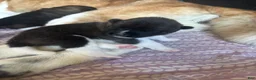 Akita dogs for sale: Akita 2 - Ad 1