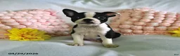 Boston Terrier dogs for sale: Dover - Ad 1