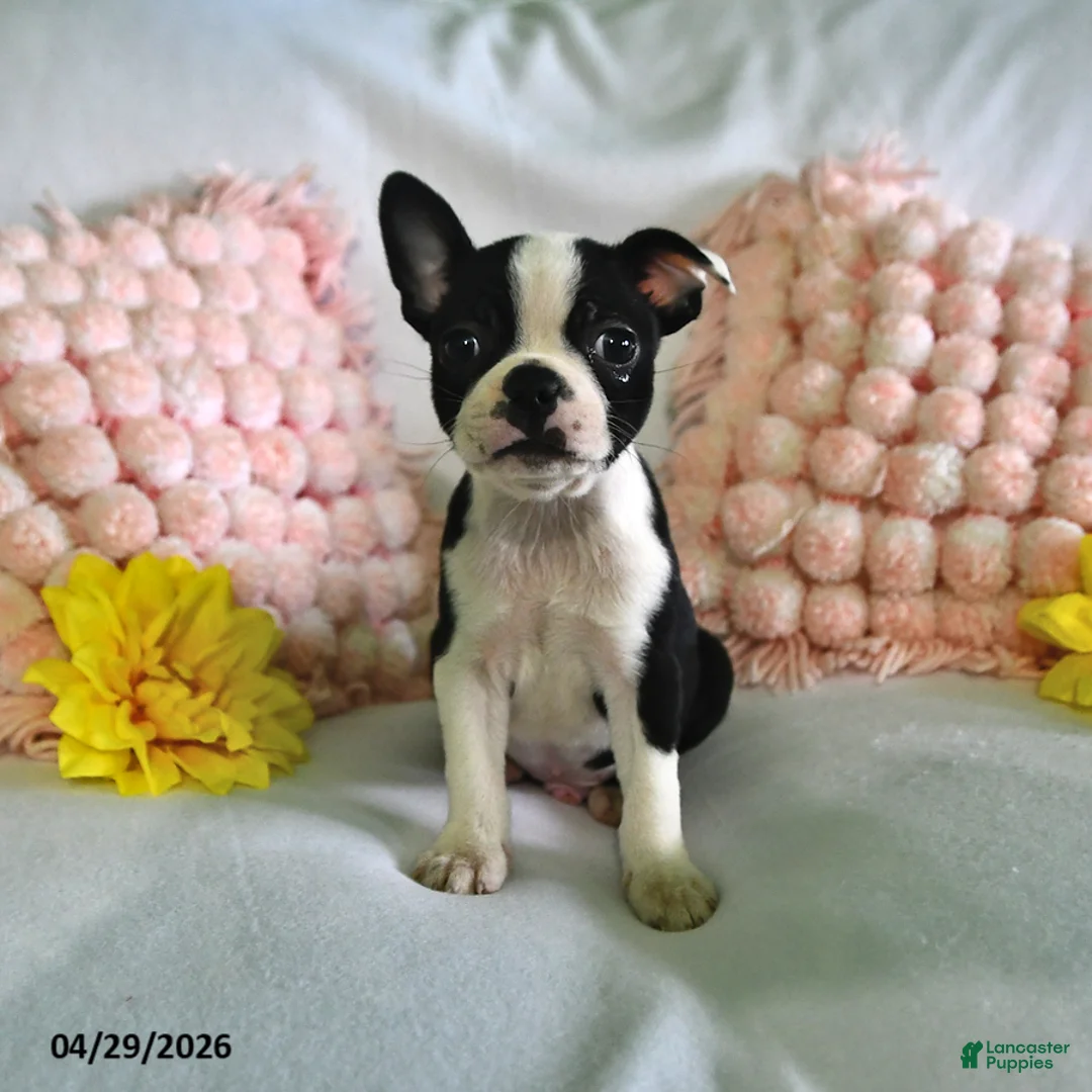 Boston Terrier dogs for sale: Dover - Ad 1