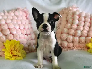 Boston Terrier dogs for sale: Dover - Ad 1