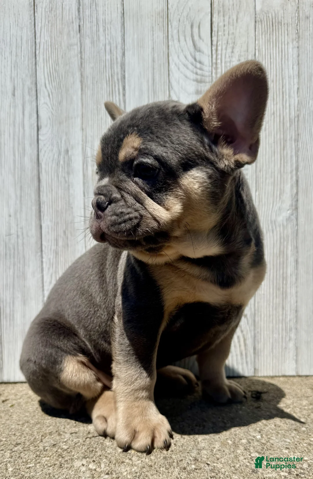 French Bulldog dogs for sale: Chance - Ad 5