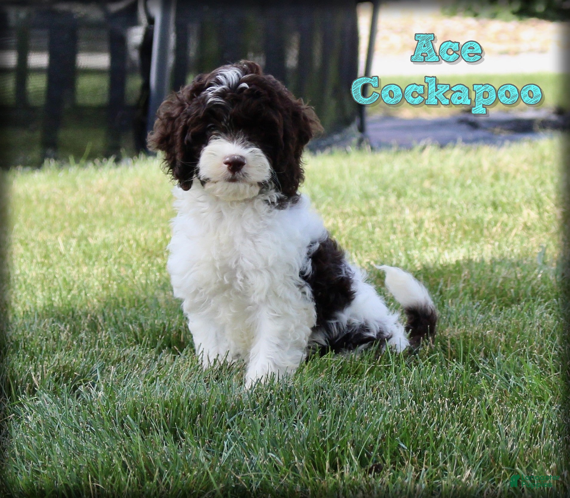 Cockapoo dogs for sale: Ace - Ad 4
