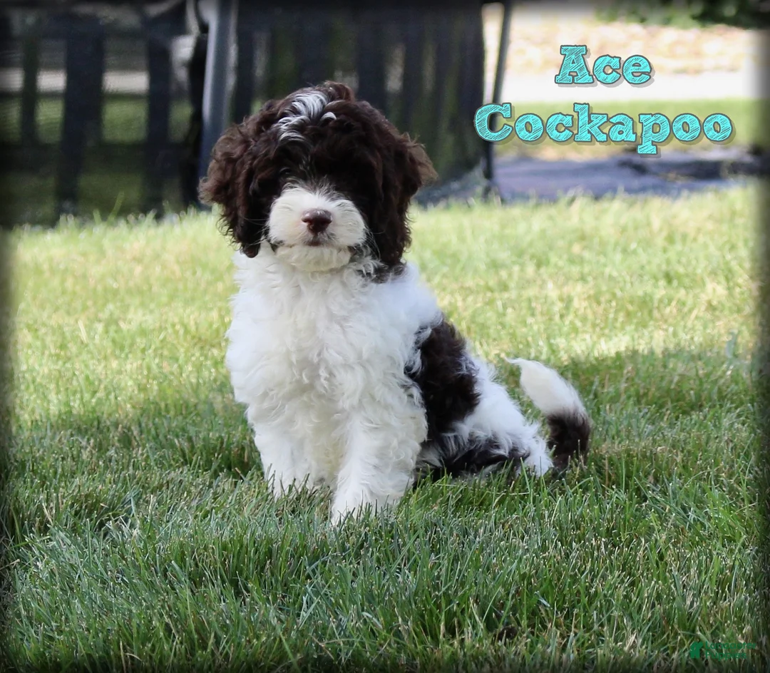 Cockapoo dogs for sale: Ace - Ad 1
