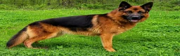 German Shepherd dogs for sale: Odelia - Ad 5